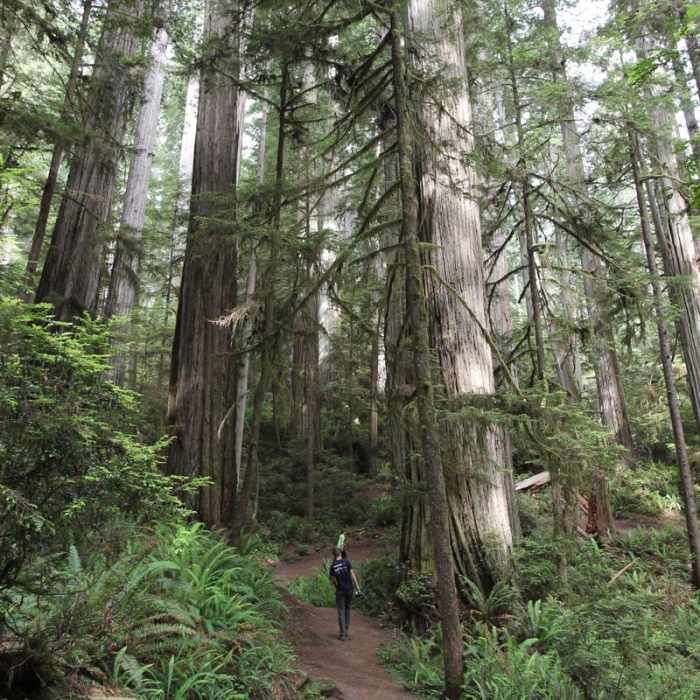 Near Boy Scout Tree Trail