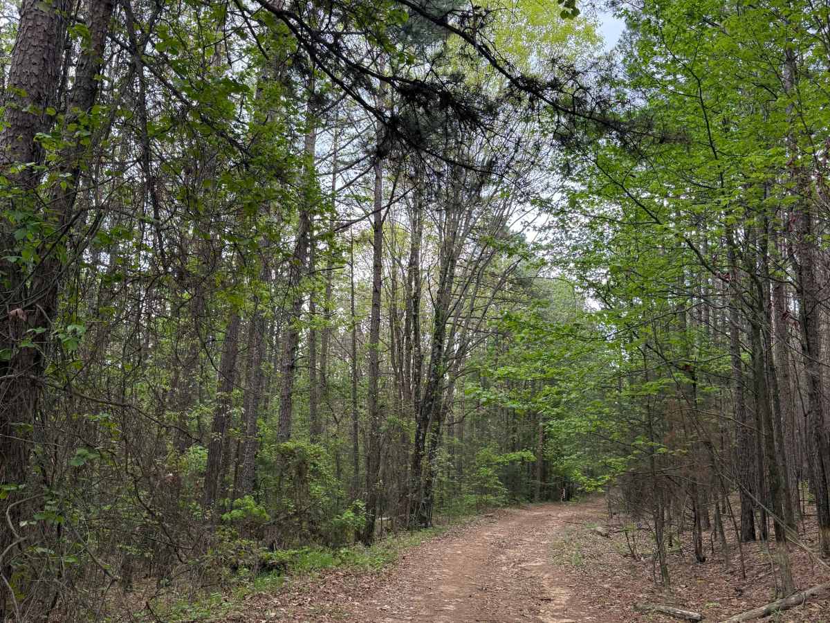 Fern Spring Trail photo 3