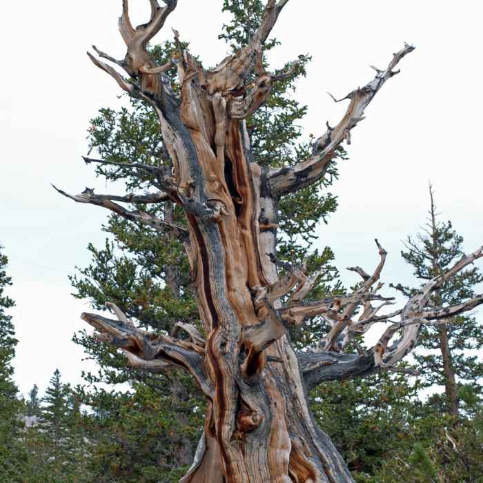 Near Bristlecone Pine Trail
