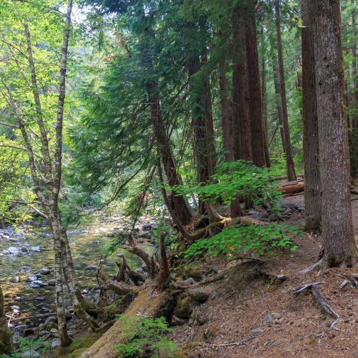 Near Elk Lake Creek: North Trailhead to Battle Creek