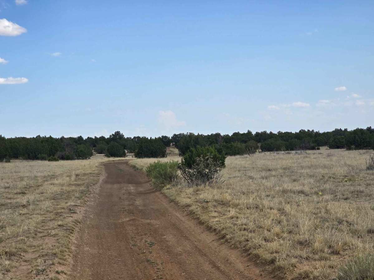 BLM 6101A photo 6