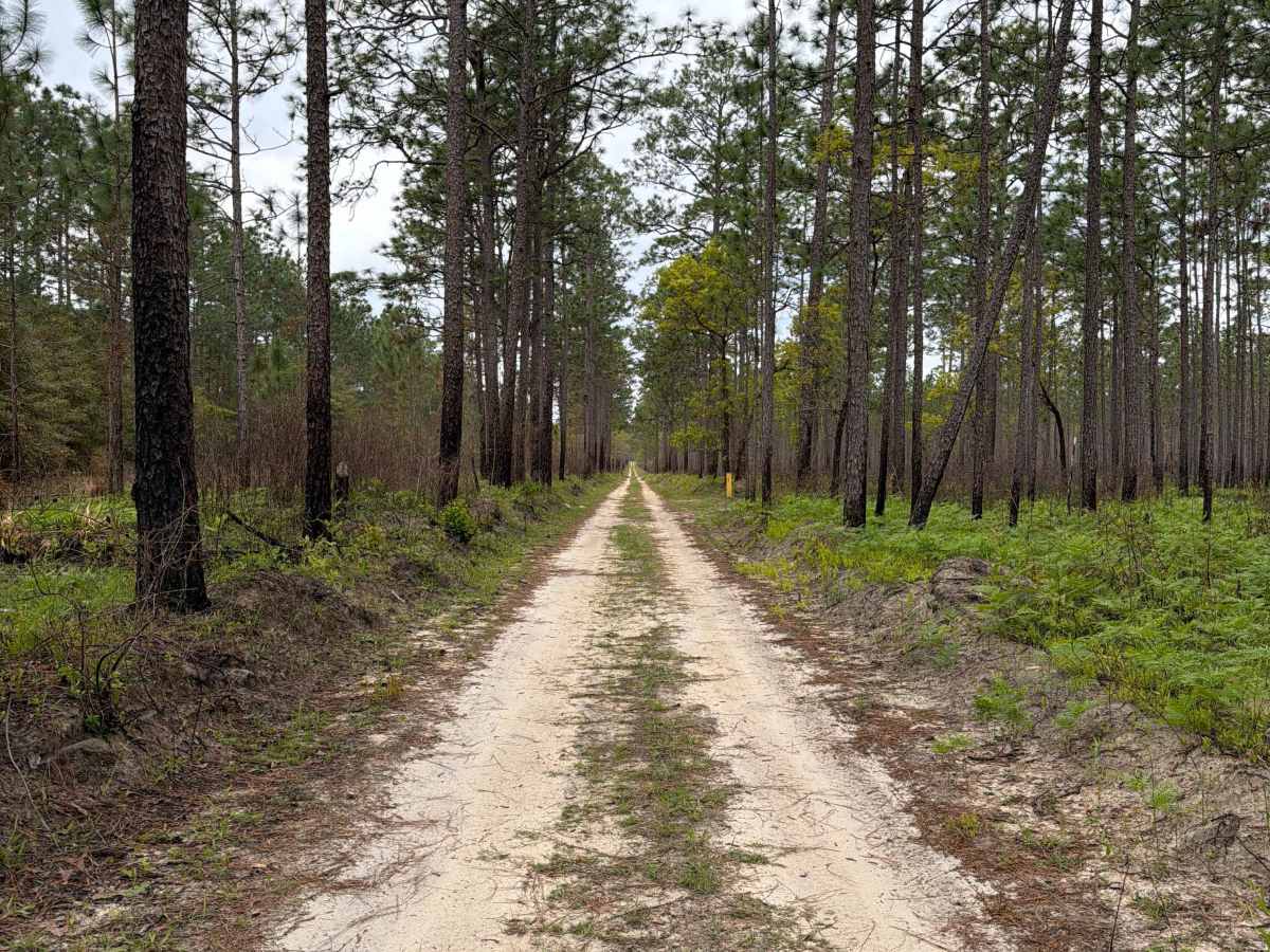 Johnny Parker Road photo 6
