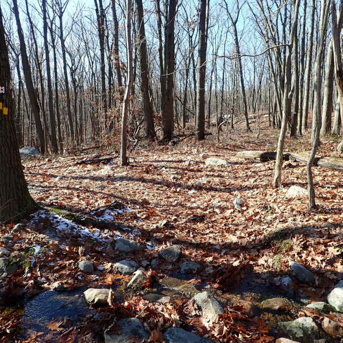 Near Pine Meadow Trail