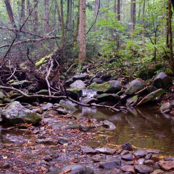 Near Mount Cammerer Near Mount Cammerer