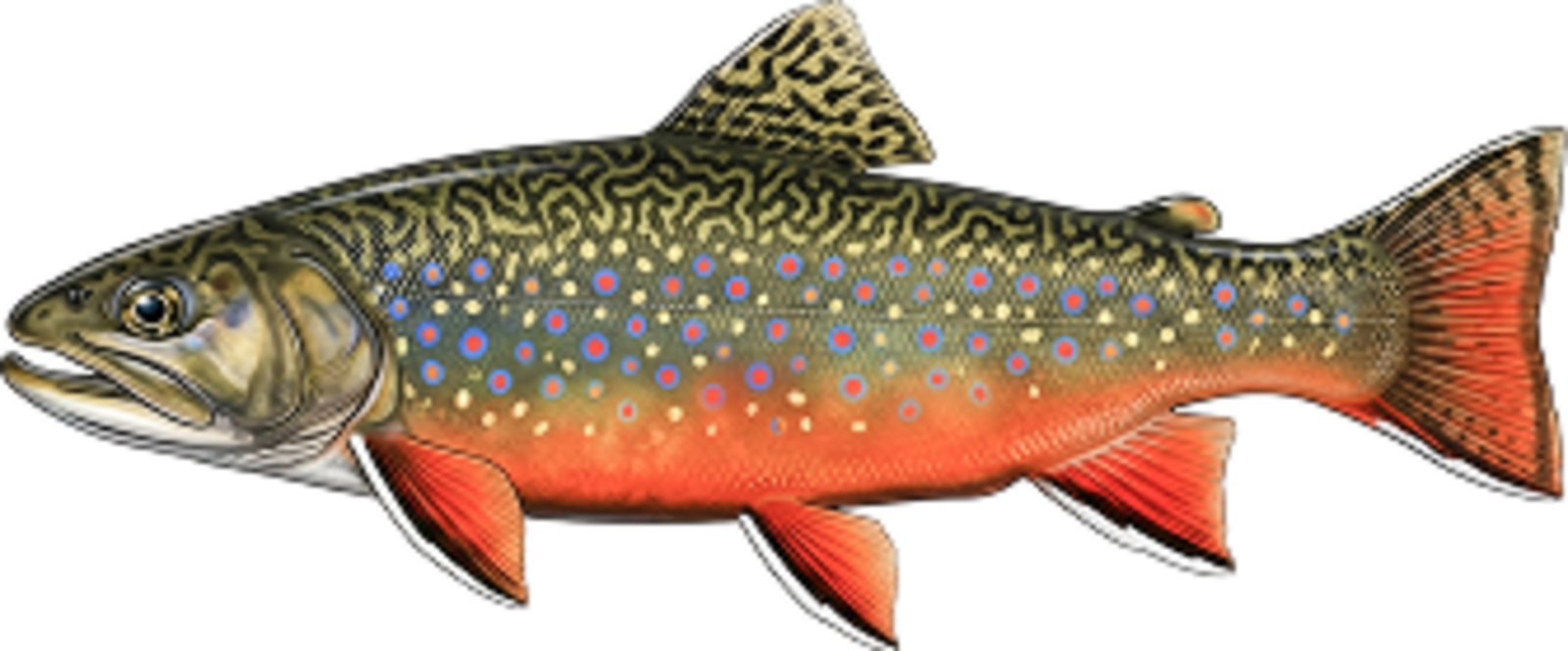Brook trout