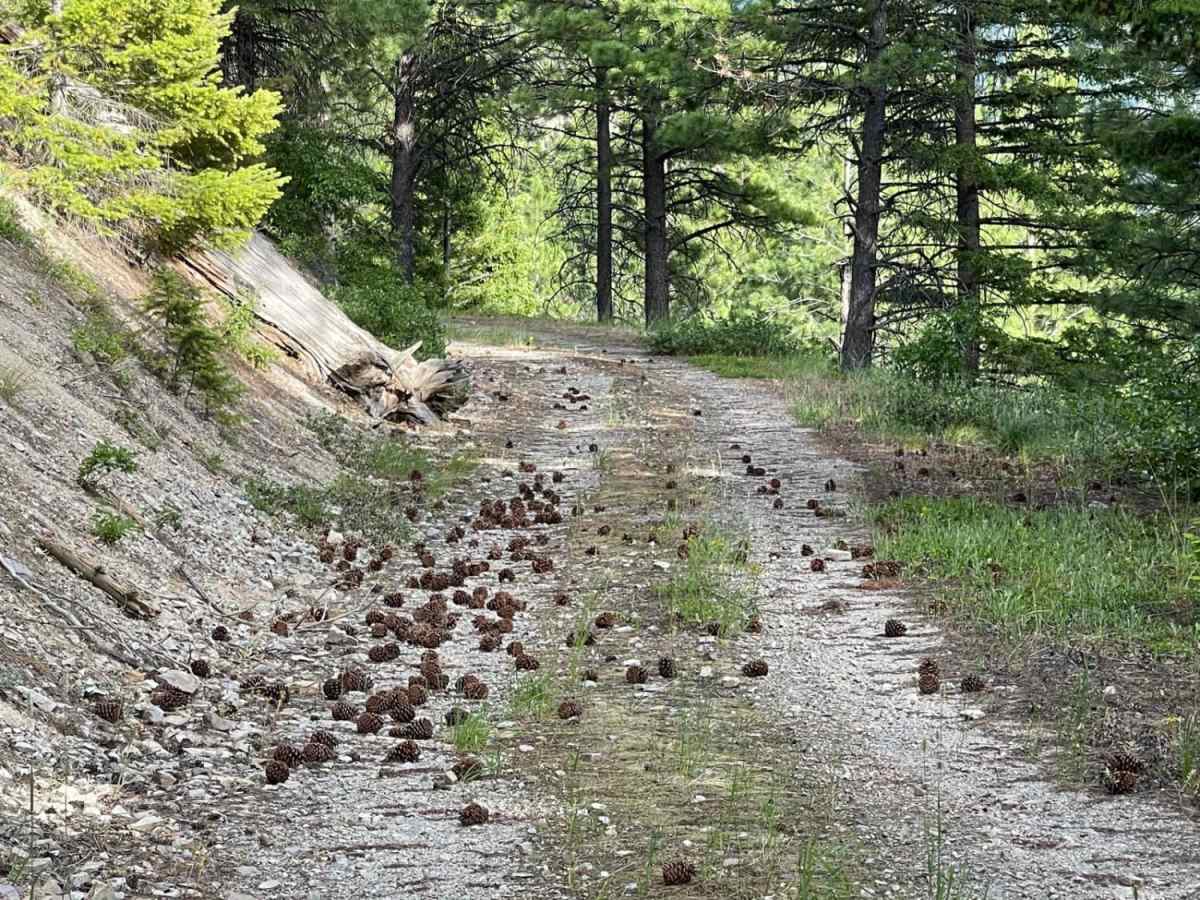 Pinecones and Tall Grass trail photo