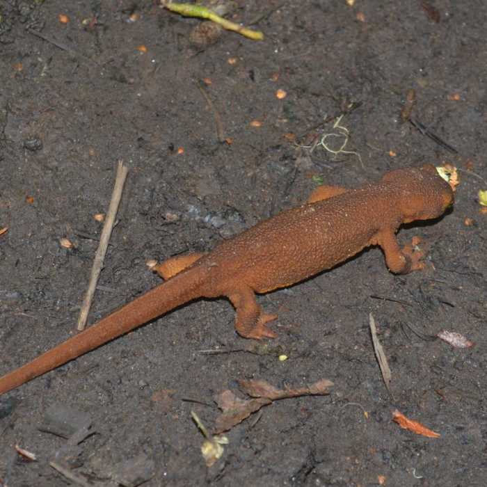 Near Alsea Falls Recreation Area