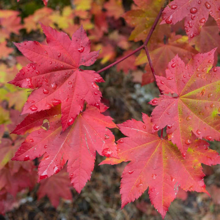 Near Santiam Wagon Road Trail: McKenzie River Trailhead