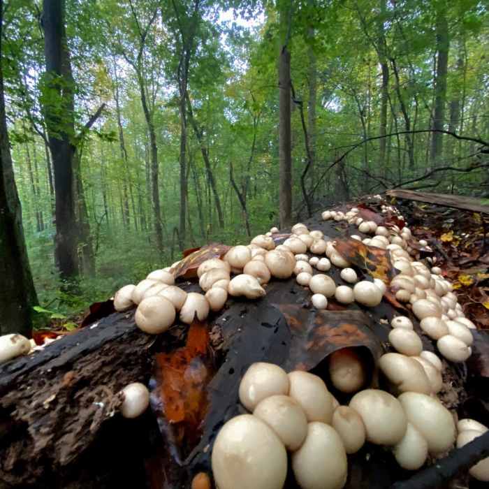 Near Two Forks Trail