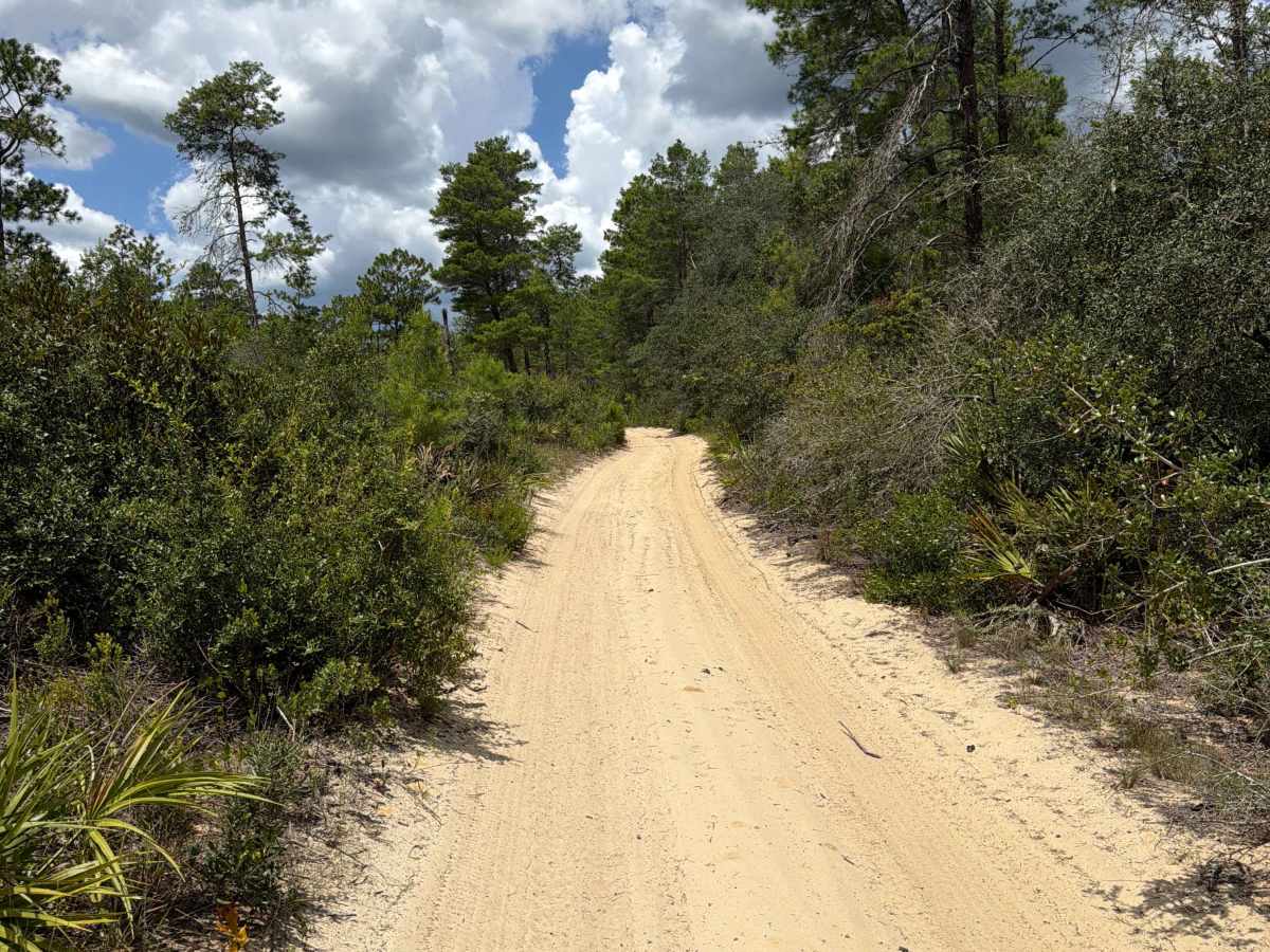 Ocala National Forest - 445-2.3 photo 3