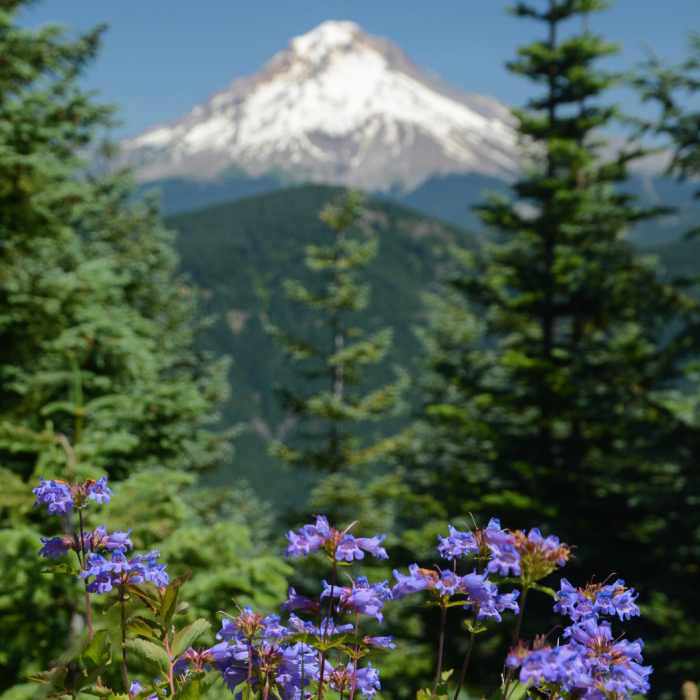 Near Salmon Butte Trail #791