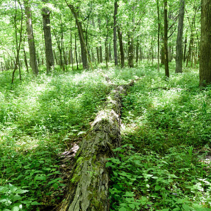 A fallen tree on the Hobart Woodland Trail. Near Hobart Woodland Trail