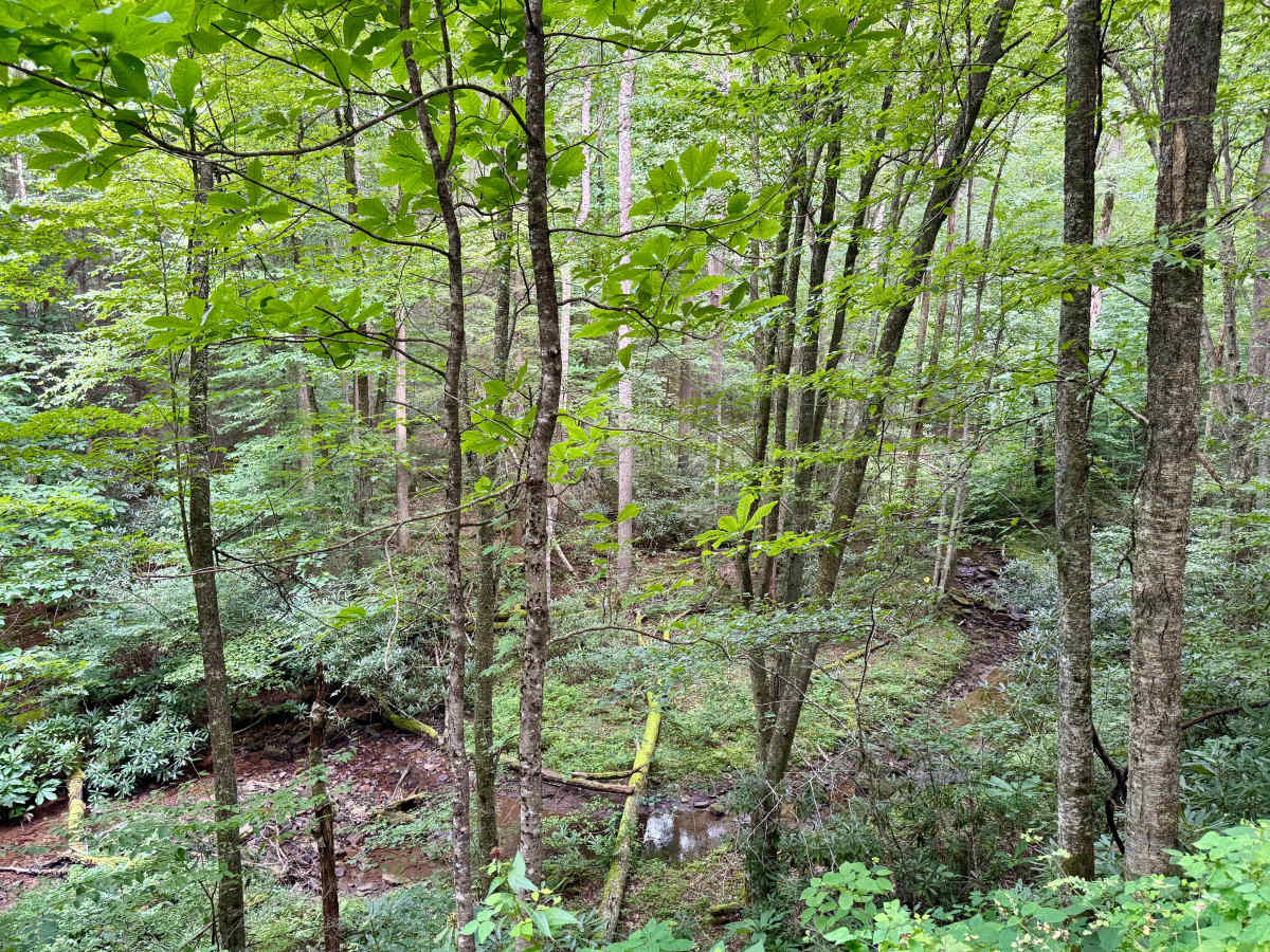 Jakeman Run - FS 83 photo 6