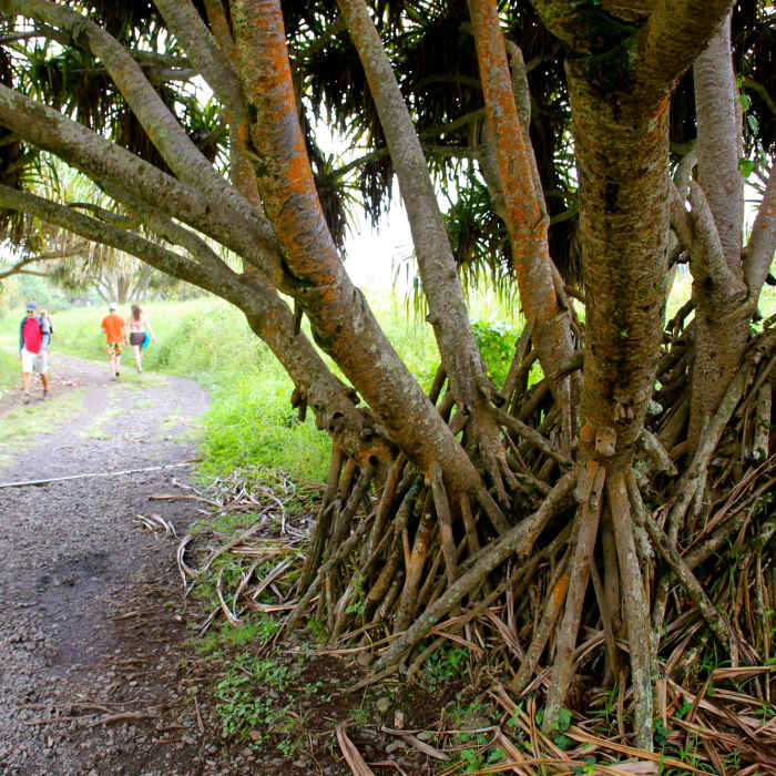 Near Kuloa Point Trail