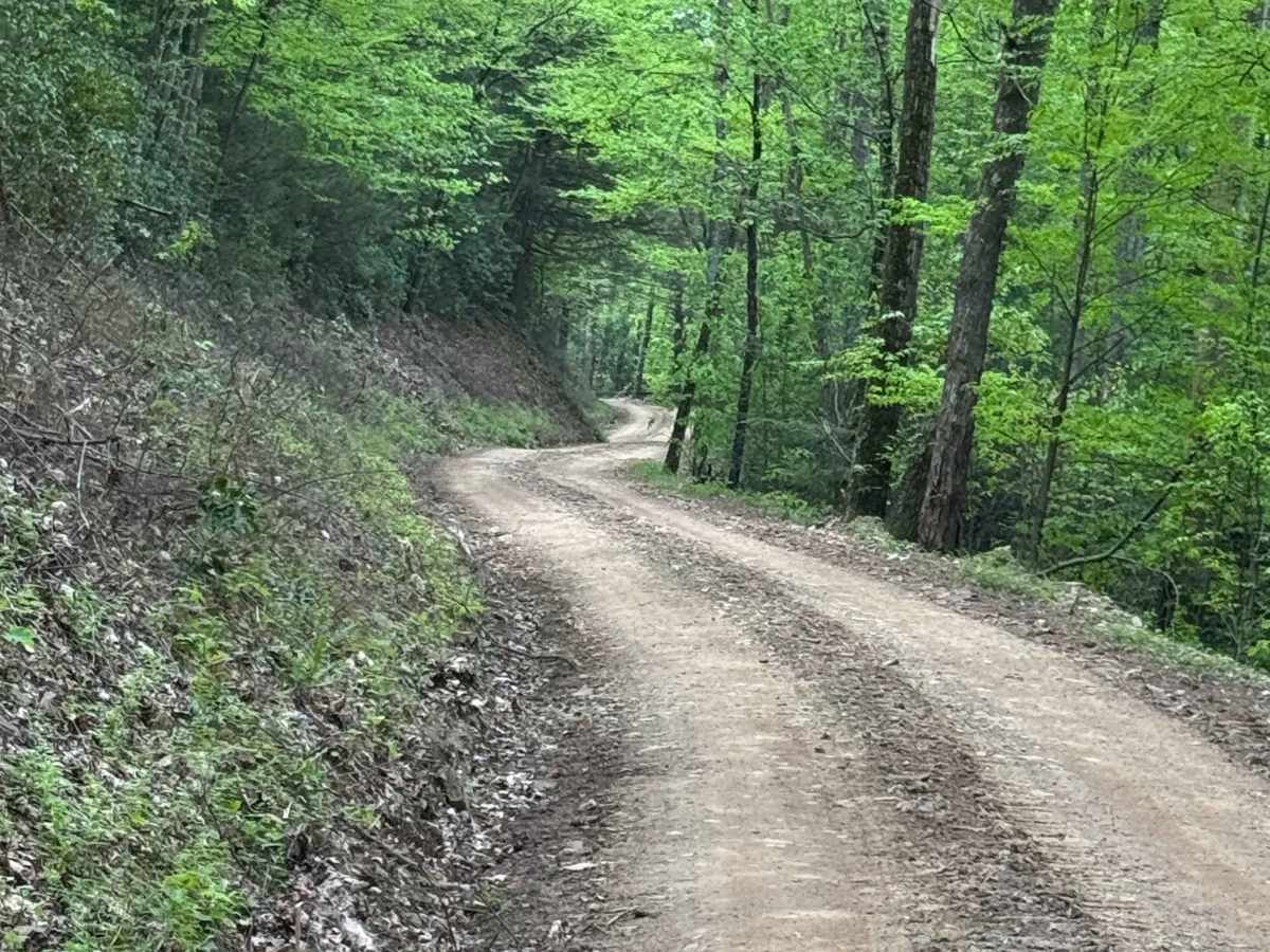 Wildcat Trail photo 6