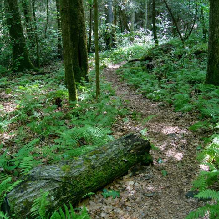 In the green depths of Swift Camp Creek Gorge Near Swift Camp Creek to Wildcat Trail Loop