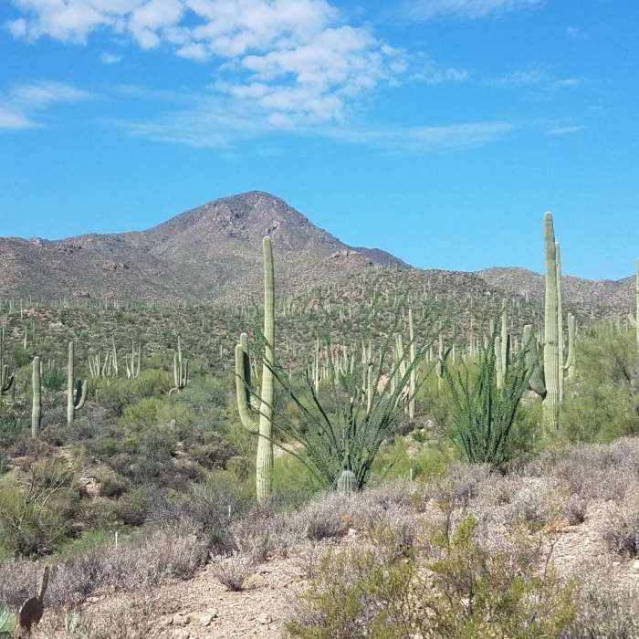 Near Sweetwater Trail