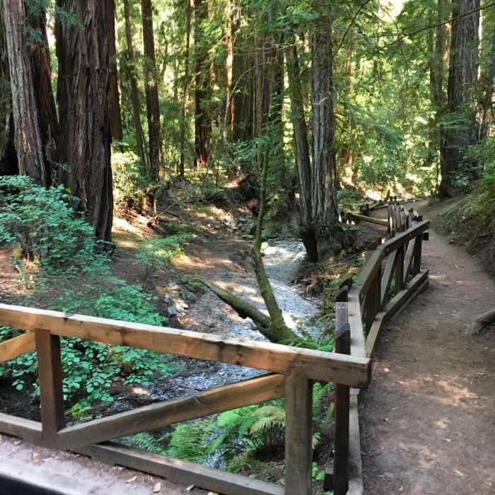 Near Armstrong Redwoods Tour