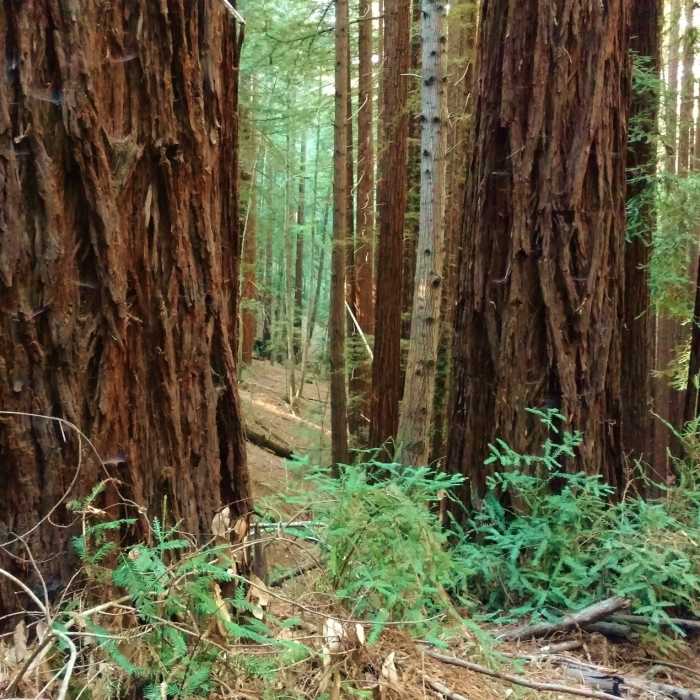 Near Aptos Creek Fire Road