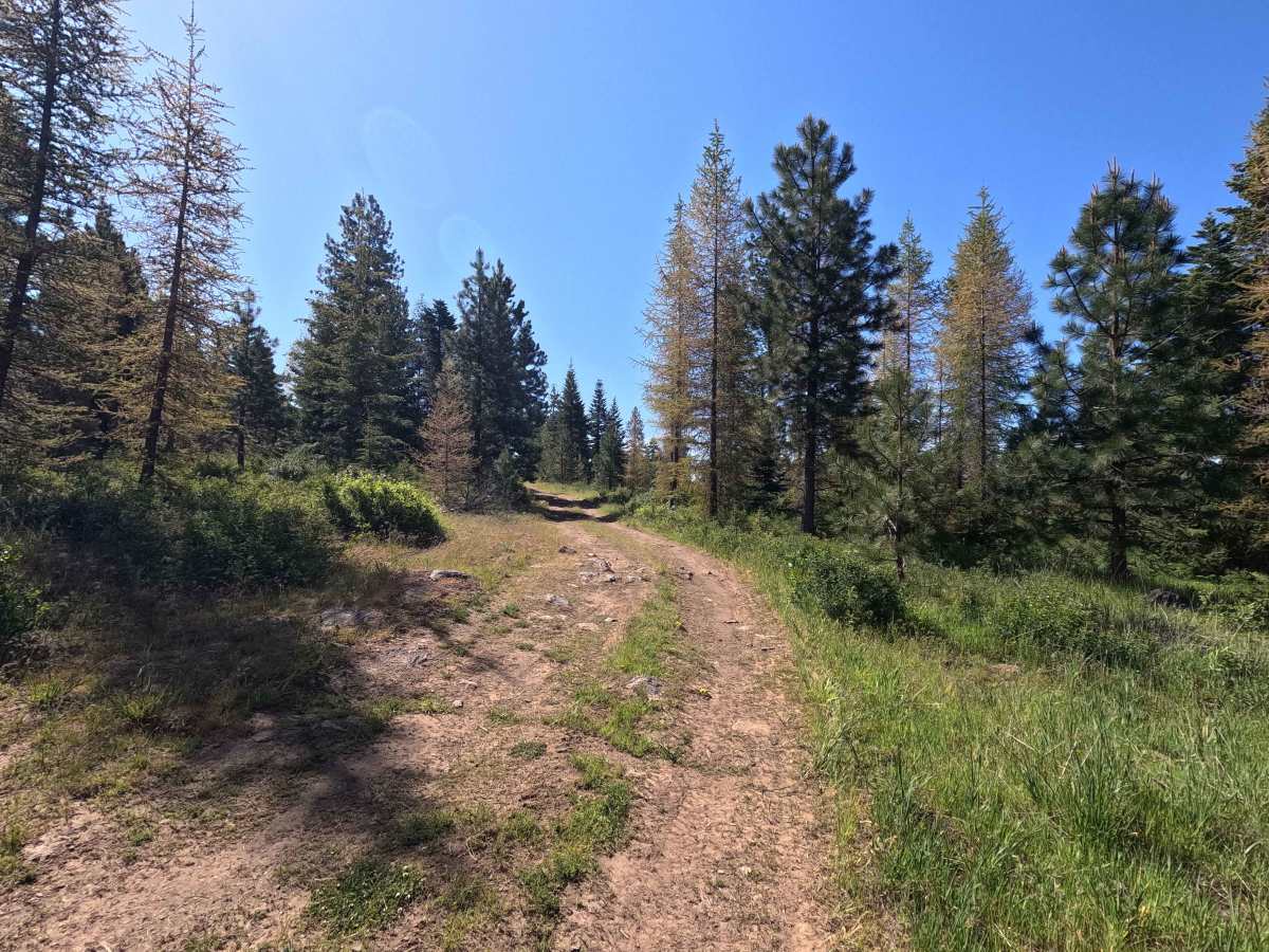 Vaca Loop - Trail 204 photo 4
