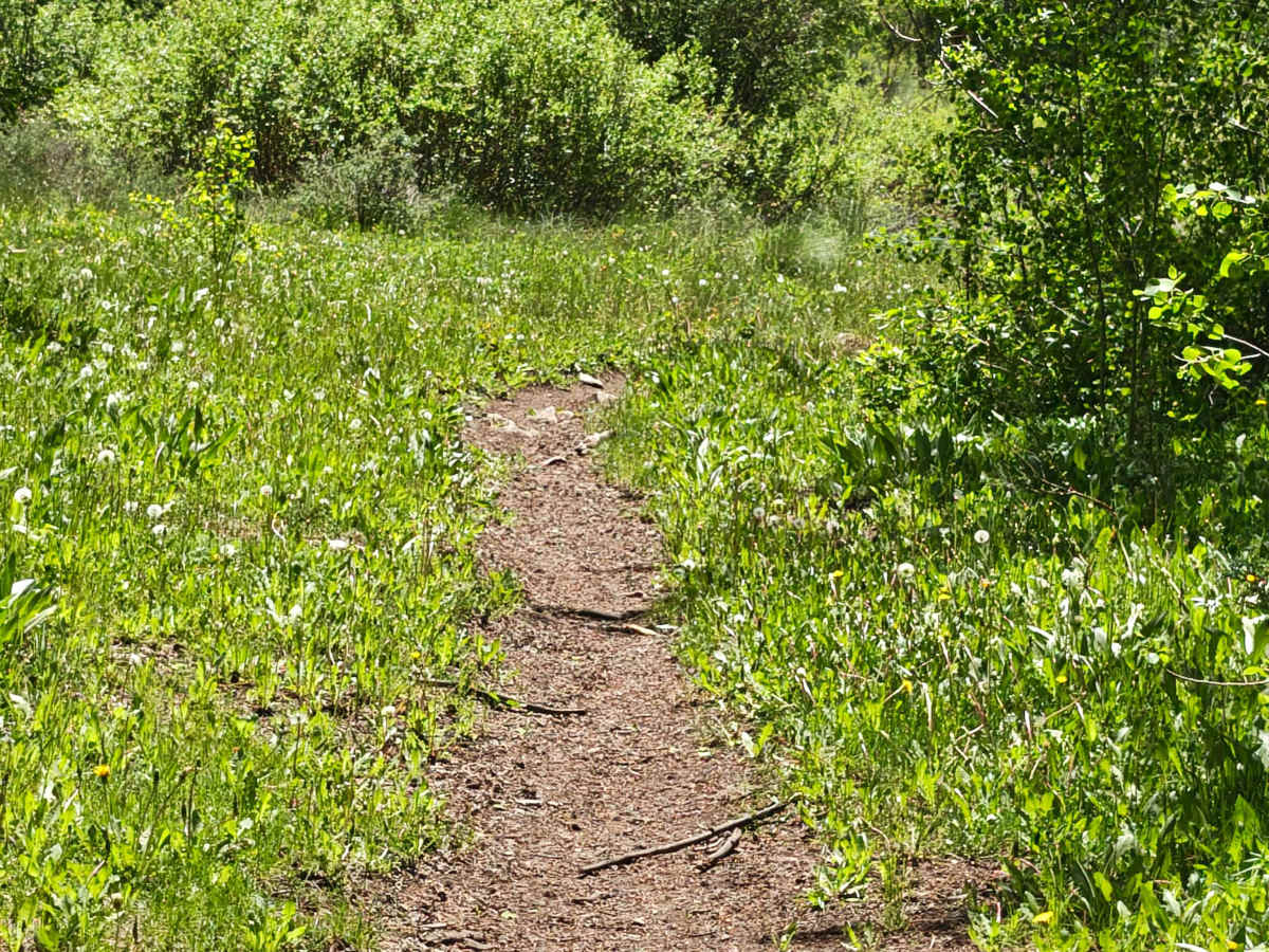 McIntyre Gulch Trail trail photo