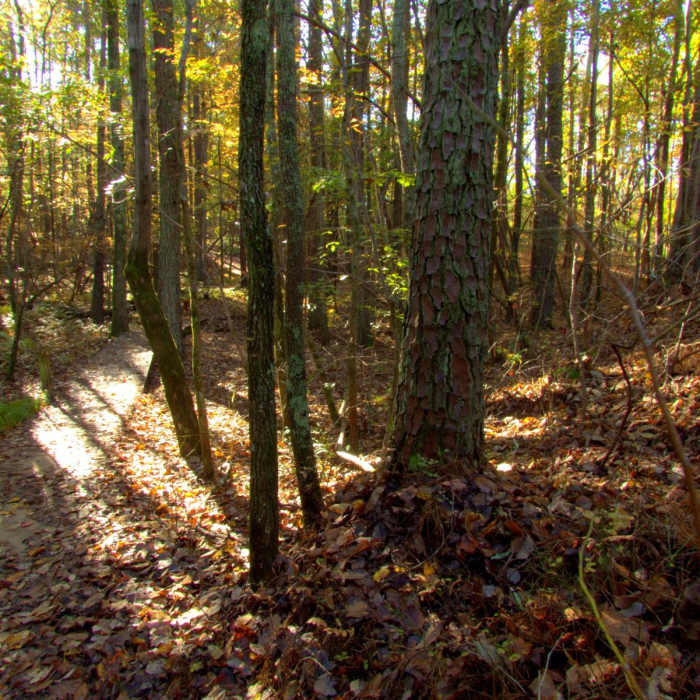 Near Laurel Ridge Trail
