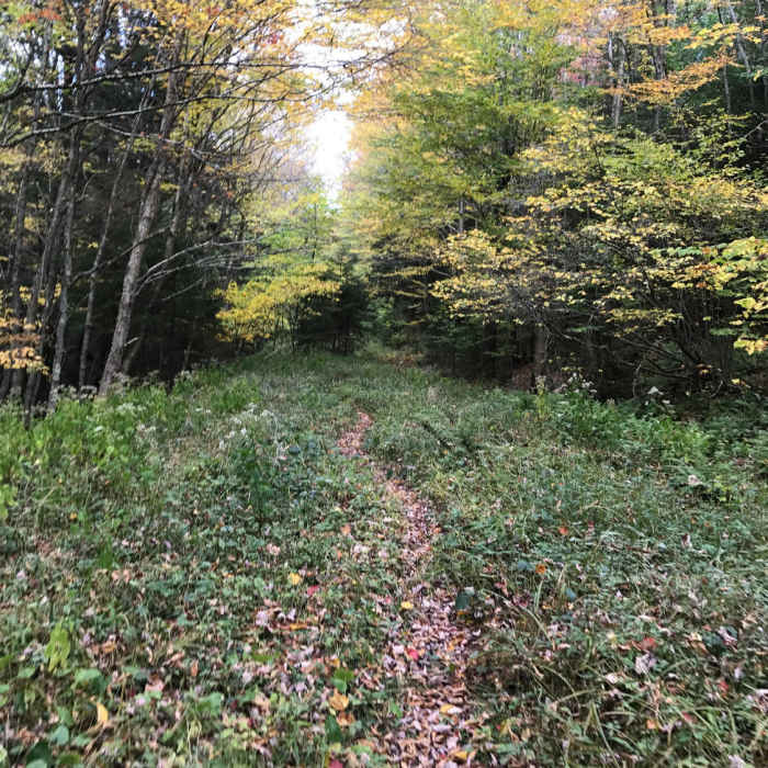 Near Cranberry Wilderness Loop