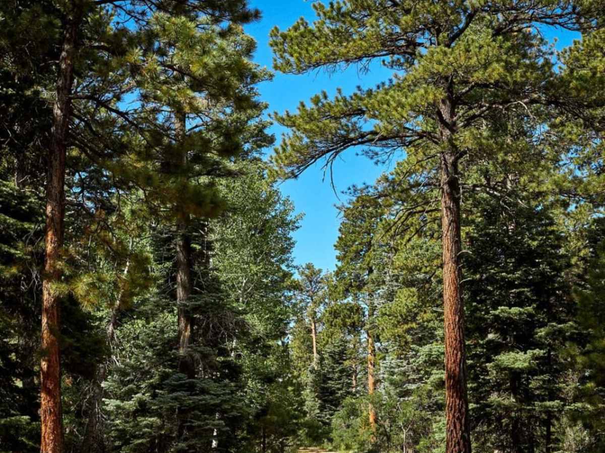 East Rim Ridge Trail photo 3