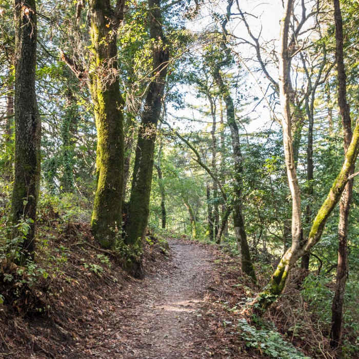 Near Upper DeLaveaga Loop Hike