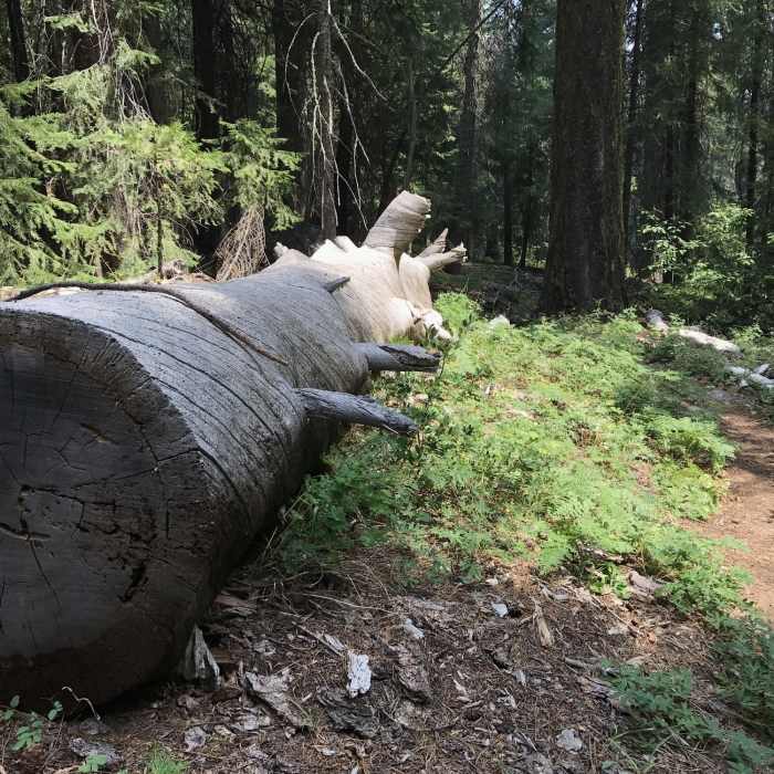 Near Sugar Lake Trail
