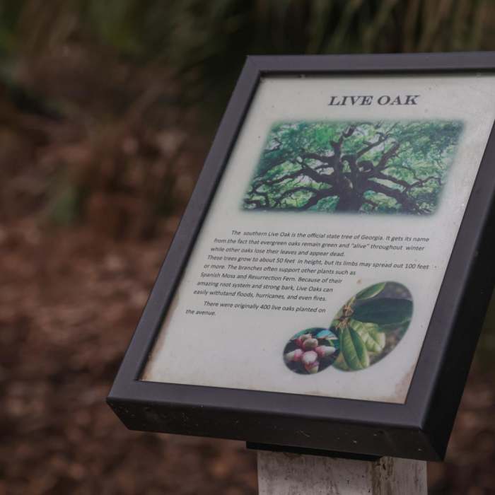 Near Pine Trail Loop / Tabby Ruins Site