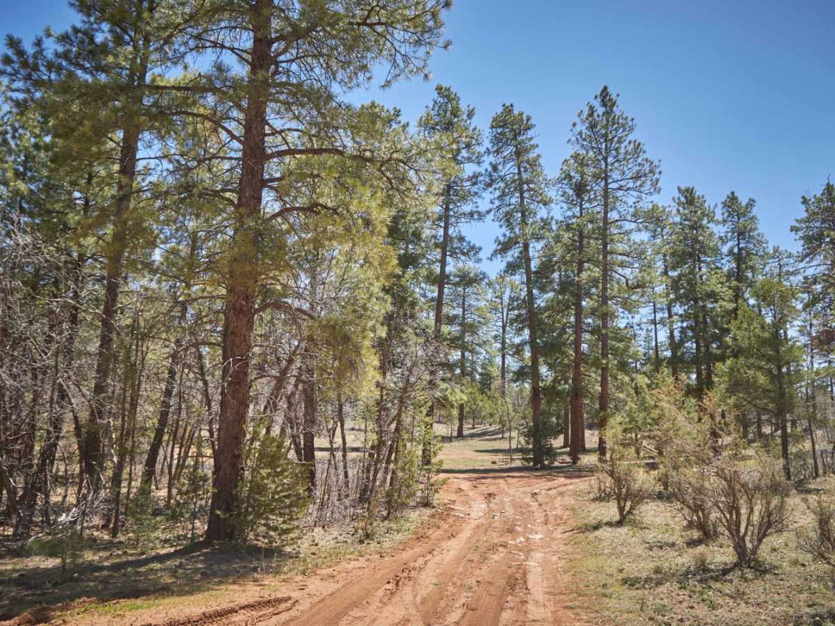 Red Skinner Road photo 3