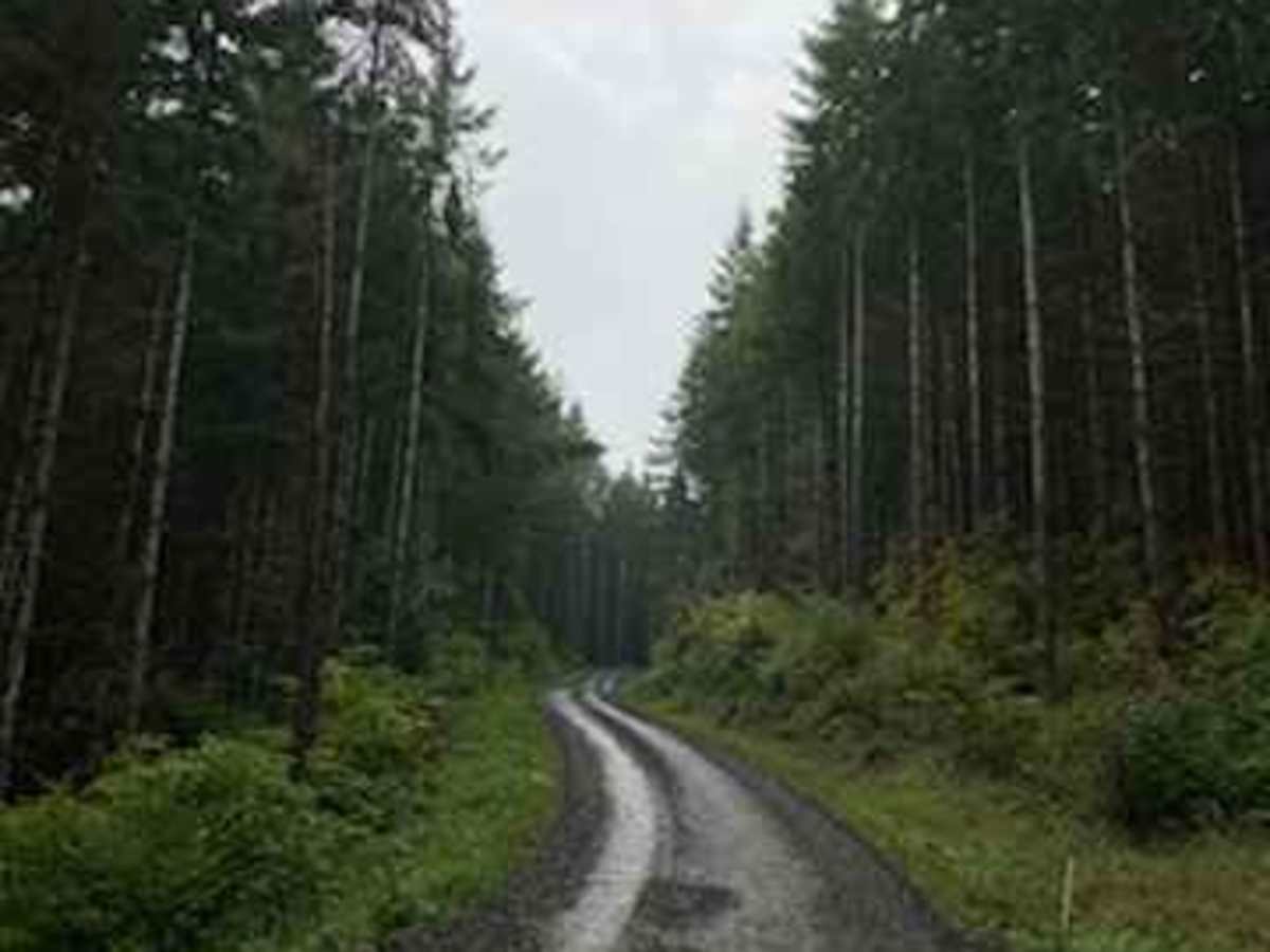 Capitol Forest South Trail photo 4