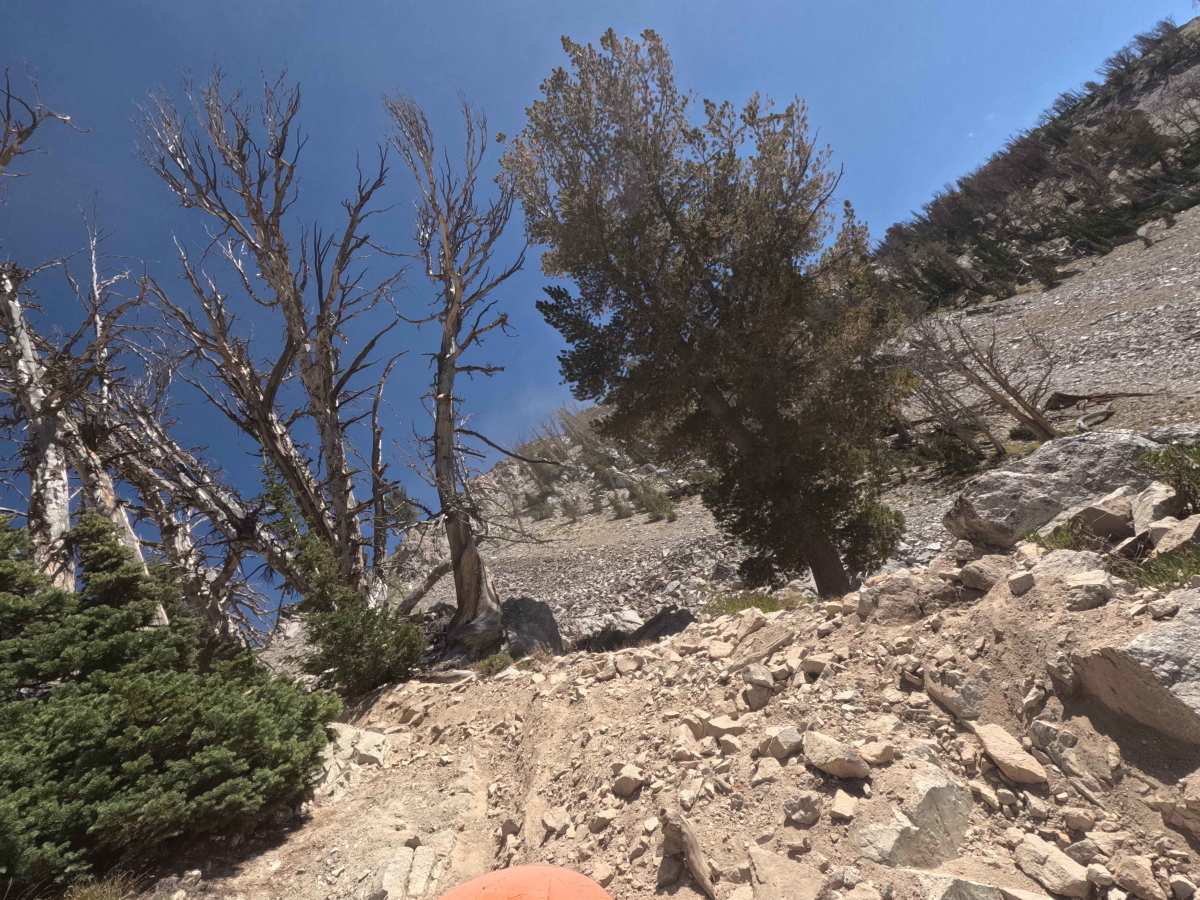 Bass Creek - FS 7061 photo 4