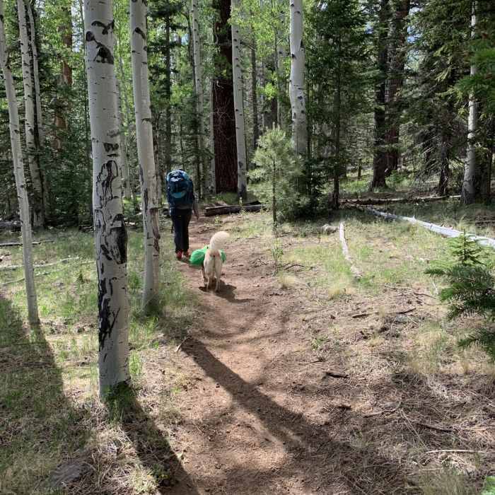 Near Mt Baldy Crossover Trail #604