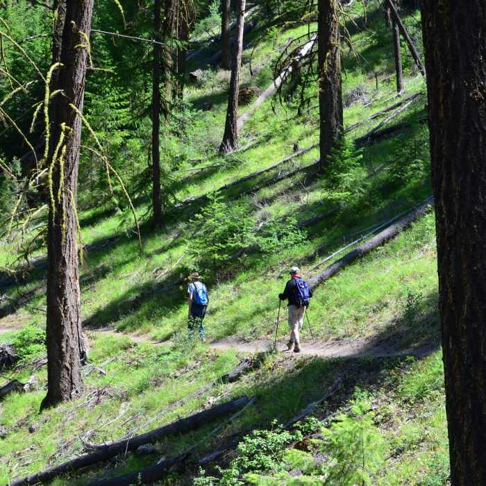 Near Steins Pillar Trail