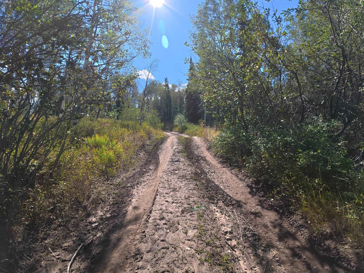 Sterry Lake Road - FS 240 photo 6