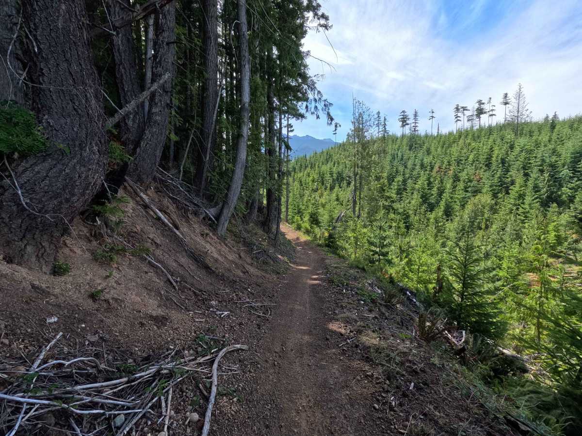 West Phantom Bear photo 3