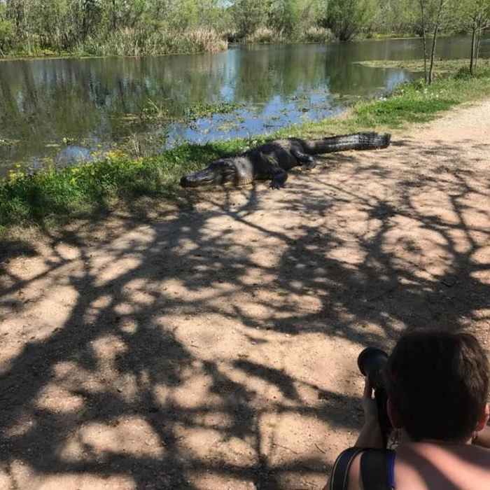 Sometimes you have to pass close to alligators – they're normally chill about it, but be safe. Near Brazos Bend State Park Figure Eight Loop