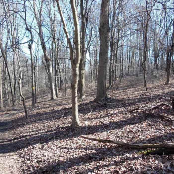 Near Boyce Park East and West Loop