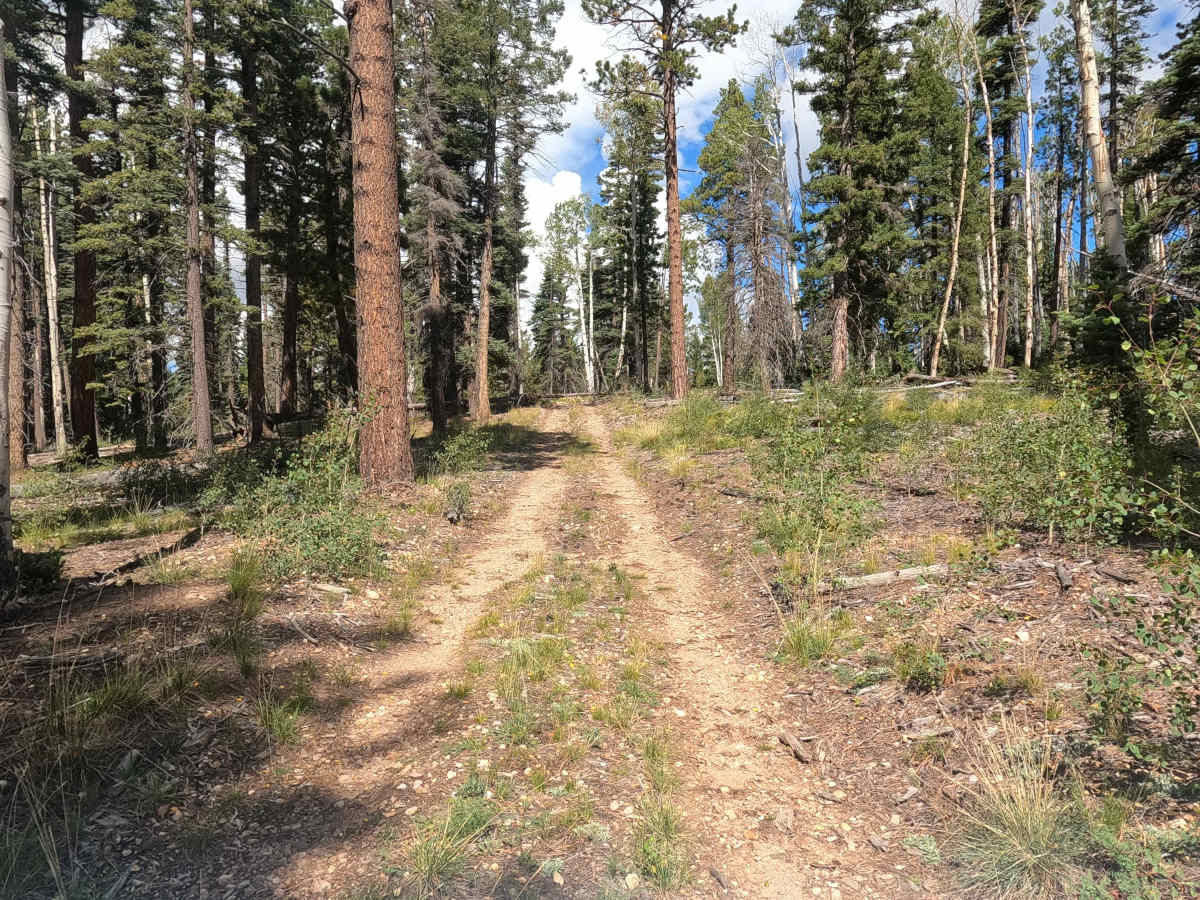 FS 4218 photo 3