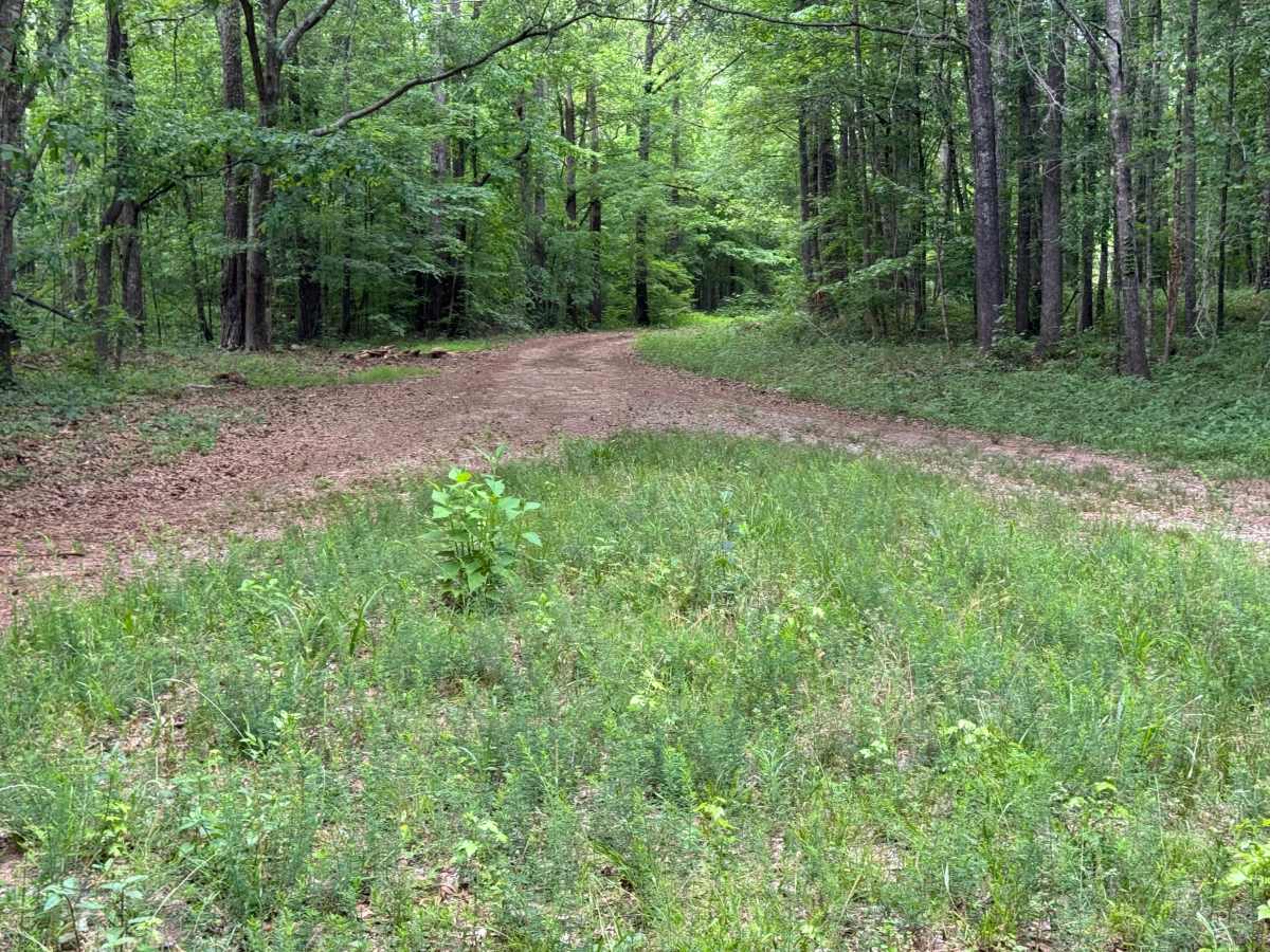Watson Spring - FS 1202 photo 2