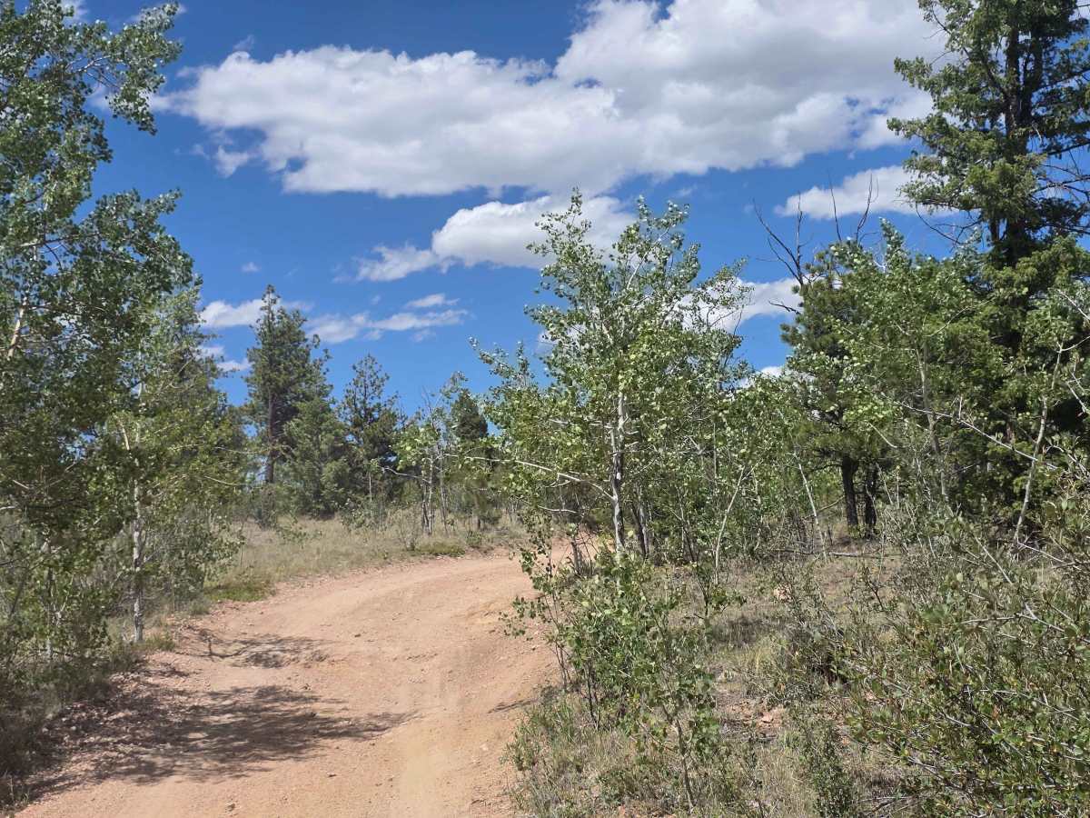 Mistletoe Road - FS 244 photo 5
