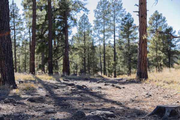 Firewood Camping Trail