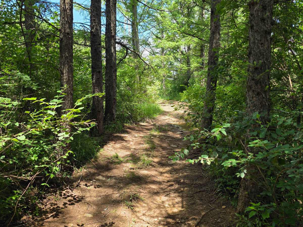 Single Track FF trail photo