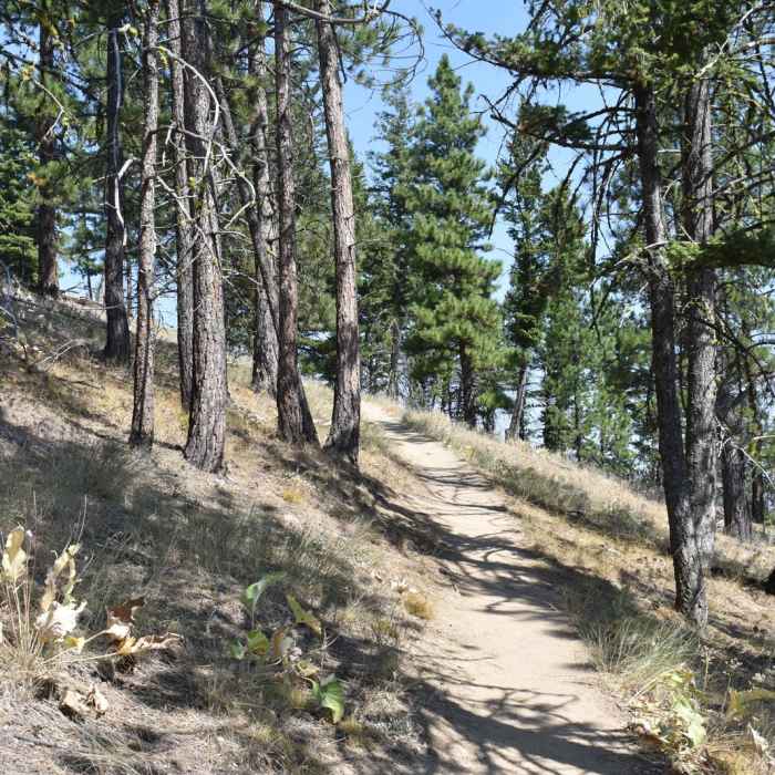 Near Blodgett Canyon Overlook