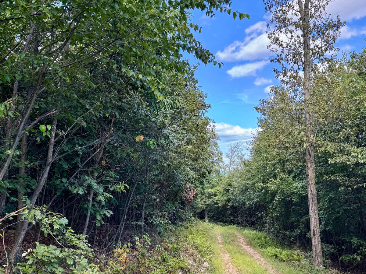King Trail photo 5