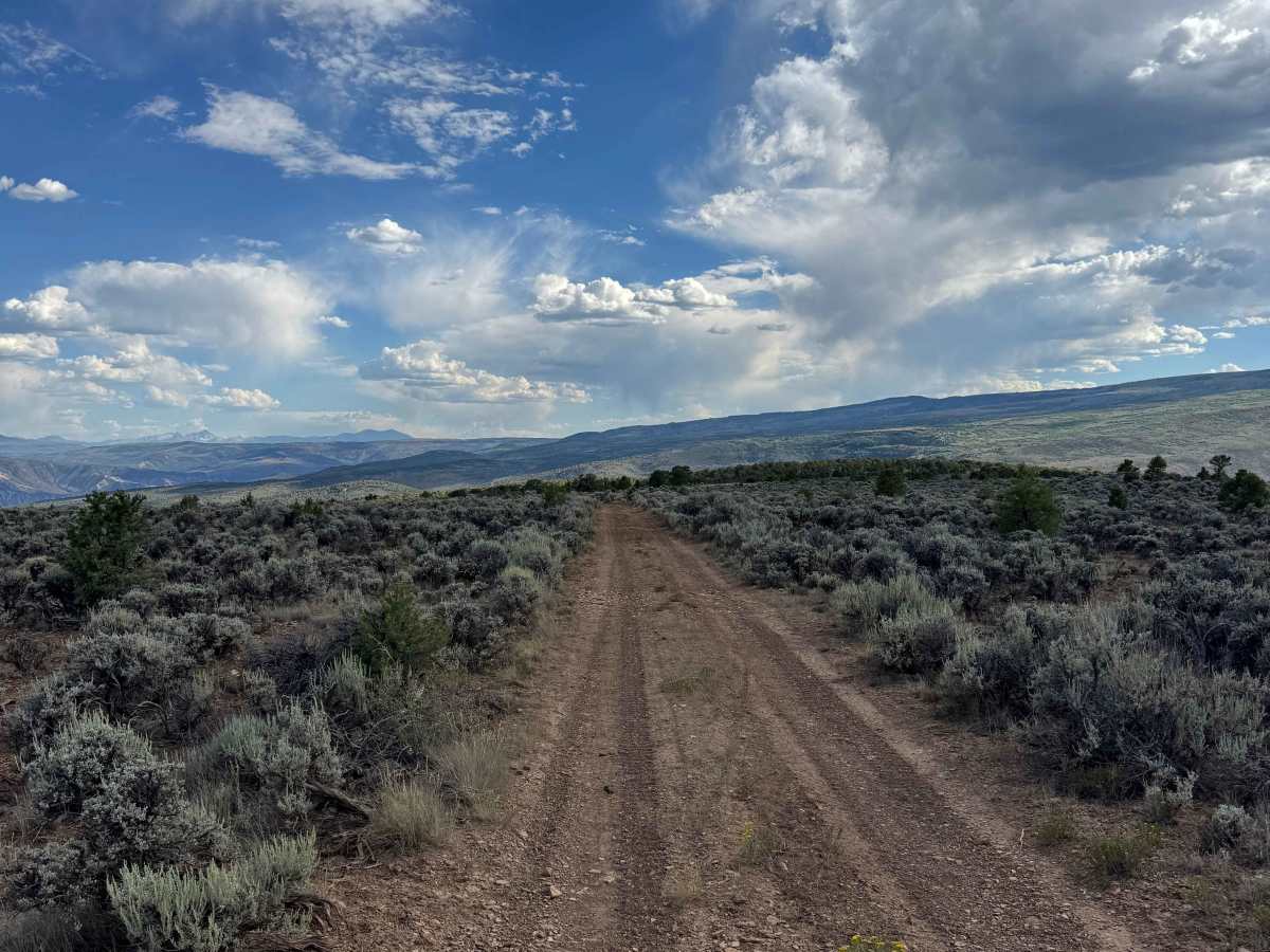 BLM 8453 photo 5