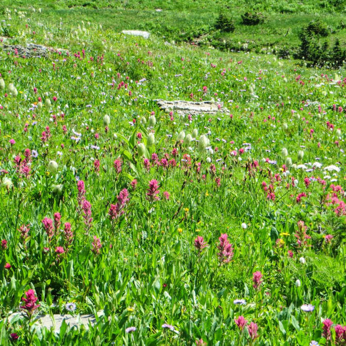 Near Piegan + Siyeh Pass