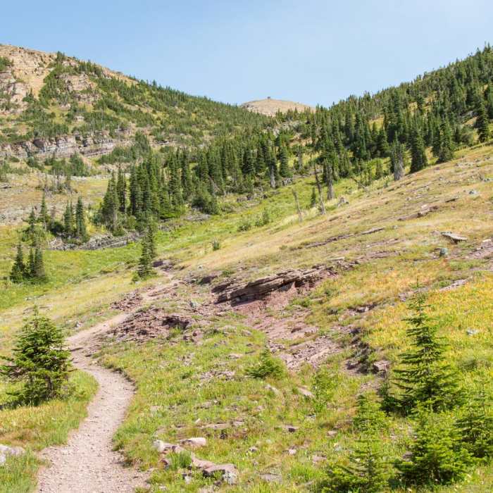 Near Swiftcurrent Lookout
